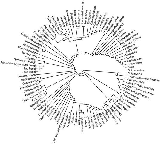 File:TreeofLife2.png