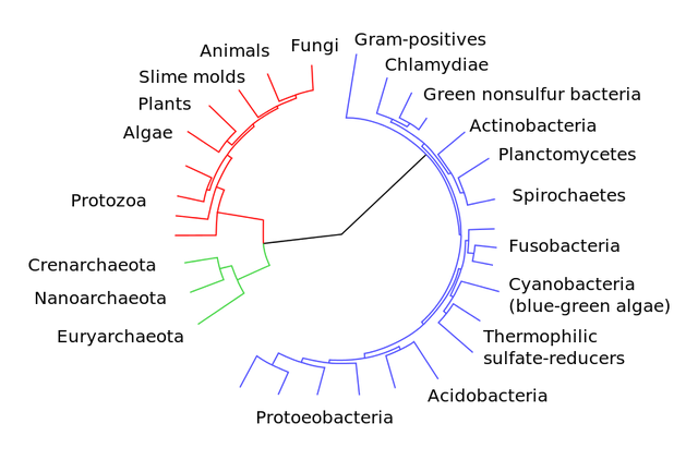 File:800px-CollapsedtreeLabels-simplified.svg.png