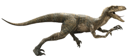 Velociraptor-detail-header