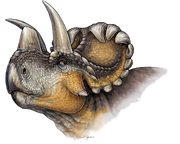 Wendiceratops restoration