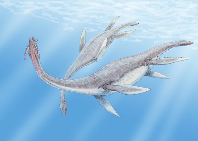 File:Plesiosaurus 3DB.jpg