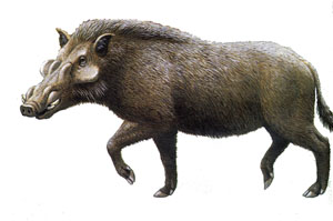 Nyanzachoerus