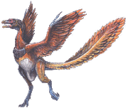 Archaeopteryx lithographica