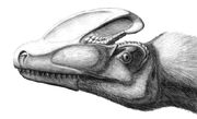 Guanlong wucaii head