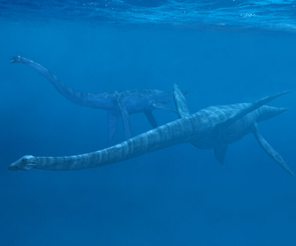 File:Elasmosaurus.jpg
