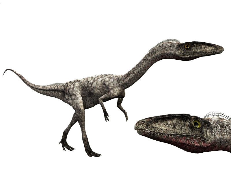 Coelophysis | Dinosaur Wiki | Fandom powered by Wikia
