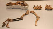 Guanlong fossil