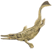 Metriorhynchus