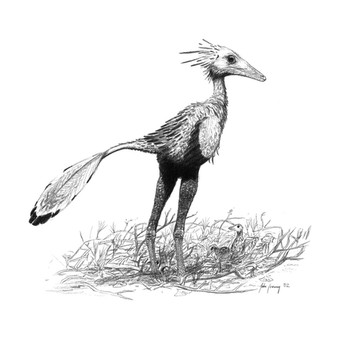 File:Sinornithoides-youngi jconway.png