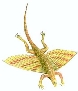 Kuehneosaurus
