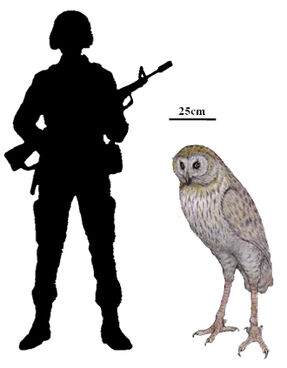 I-b13941da358c4e3653bf5a7185485e8b-Ornimegalonyx-oteroi-gigantic-for-real-June-2011