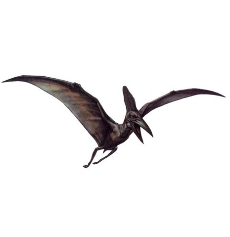 File:Pteranodon.jpg