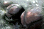 Pp-34plant