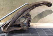 Parasaurolophus dinosaur.wiki Schädel