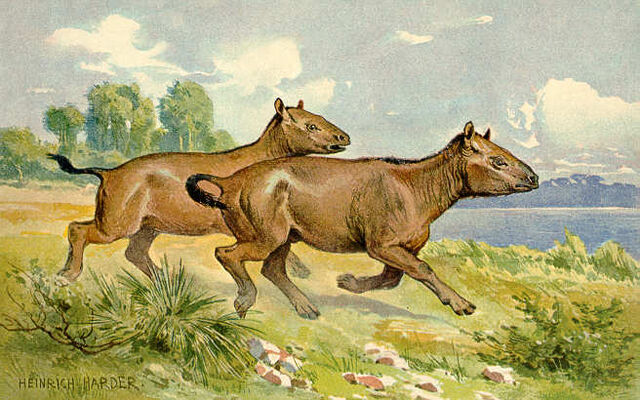 File:Paleotheriumhorse.jpg