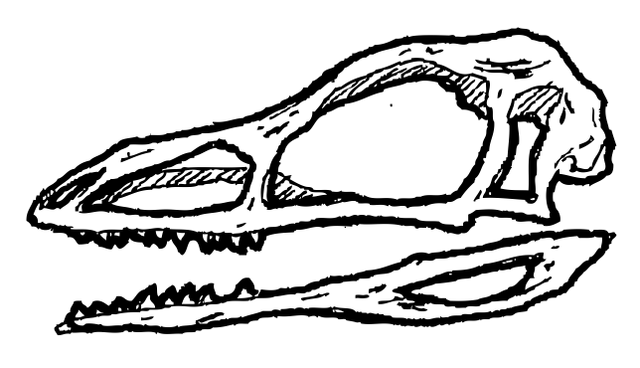 Datei:Compsoganthus-skull-icon-by-Dactrtr-from-Nounproject-left.png