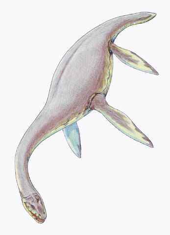 Datei:Cryptoclidus dinosaur.wiki.jpg