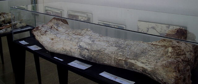 Datei:Aeolosaurus dinosaur.wiki funde.jpg