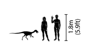 Noasaurus dinosaur.wiki Größenvergleich