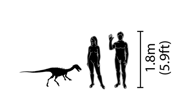Datei:Noasaurus dinosaur.wiki Größenvergleich.png