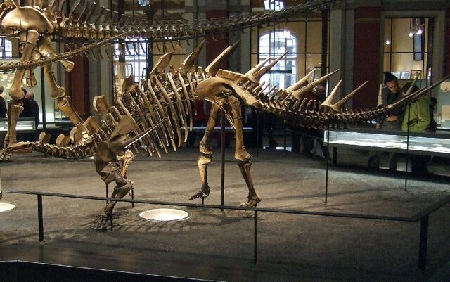 File:Kentrosaurus.jpg