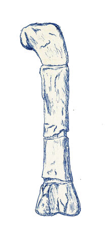 Datei:Erectopus dinosaur.wiki.jpg
