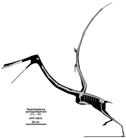 Datei:Huanhepterus dinosaur.wiki.jpg