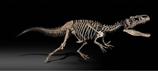 File:Allosaurus-skeleton.jpg