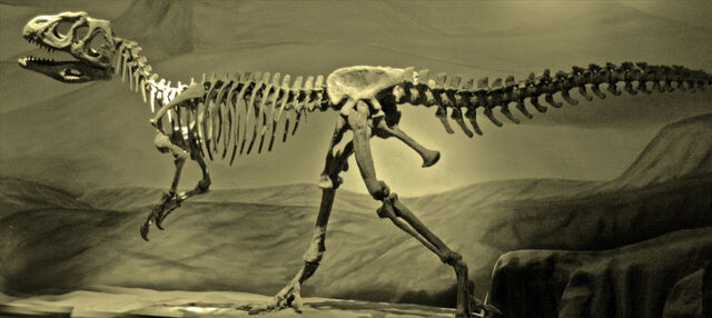 File:Piatnitzkysaurus skeleton.jpg