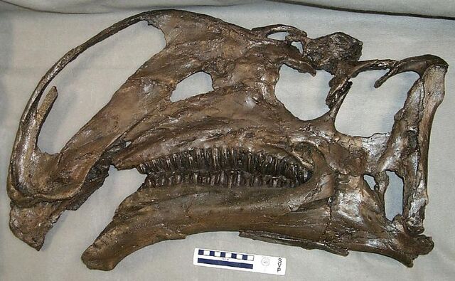 File:Altirhinus Skull.jpg