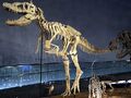 tarbosaurus fossil