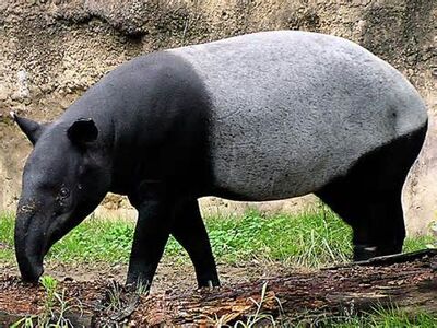 Tapir