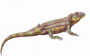 Belebey vergrandis