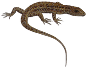Milleretta rubidgei