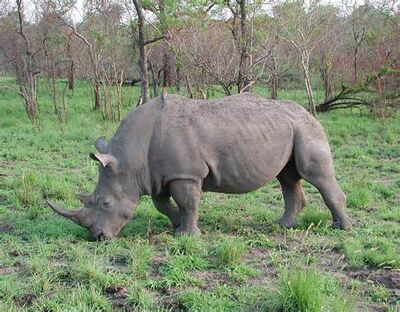 Rhinoceros
