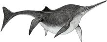 S. sikkanniensis