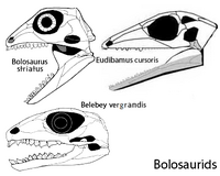 Bolosauridae