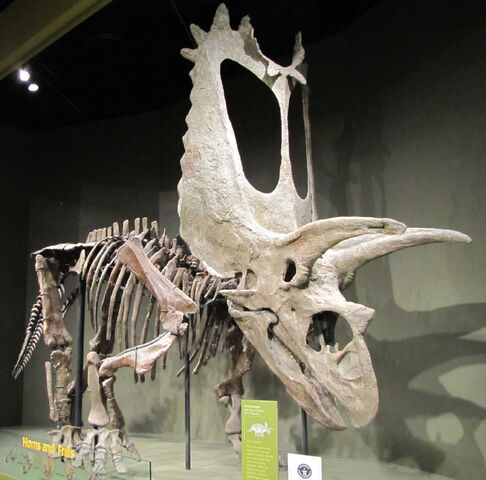 File:Titanoceratops.jpg