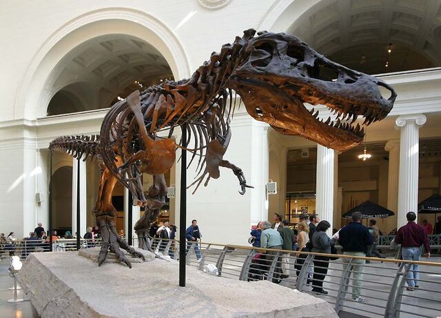 File:TyrannosaurusSue1.jpg