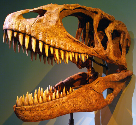 File:Carcharodontosaurus (1).jpg