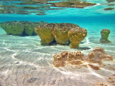 Stromatolites underwater md