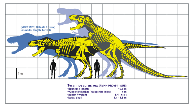 File:Tyrannosaurus rex-1.svg.png