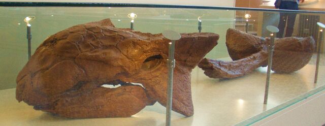File:Ankylosaurus magniventris.jpg