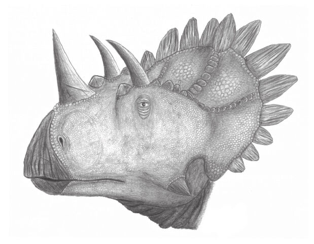 File:Regaliceratops peterhewsi.jpg
