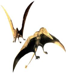 Preondactylus