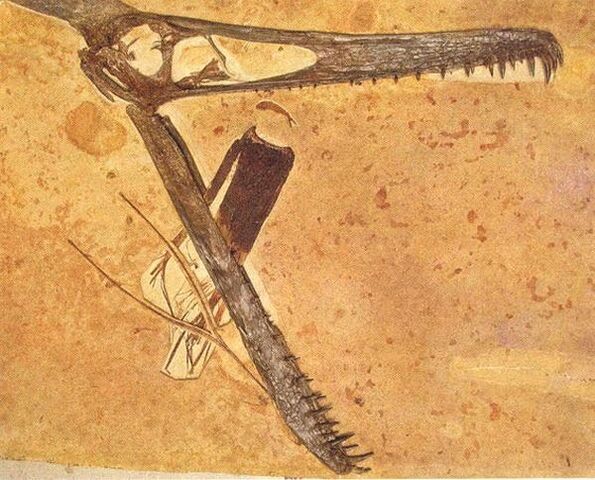 File:Ludodactylus skull.jpg