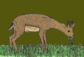File:Dicrocerus.jpg