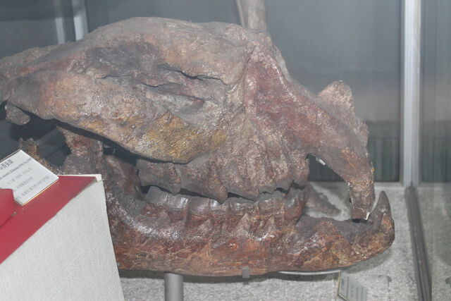 File:Gigantamynodon.jpg