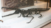 Rutiodon70957s