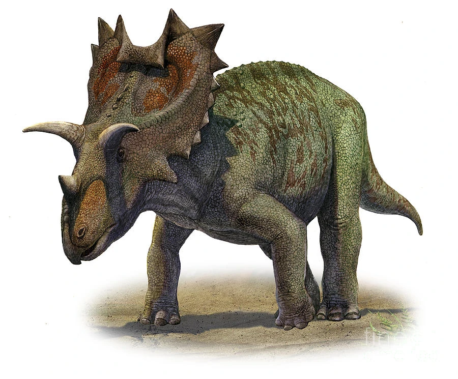 Ceratops Dinopedia FANDOM powered by Wikia